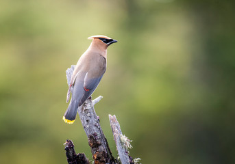 Cedar Waxwing perched on a dead tree over a marsh 