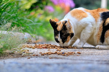 The beauty of the cat in the natural distance.