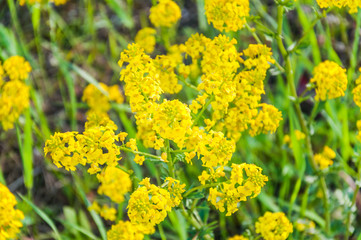 Yellow flowers of bittercress (Barbarea vulgaris). Background 