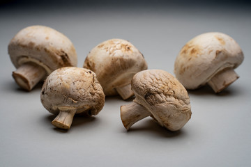 Group of five old mushrooms on a grey studio background
