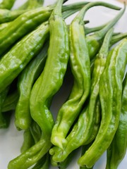 한국의 채소 꽈리고추