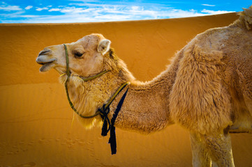 Camel in desert
