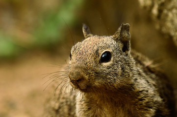 California Ground Squirrel