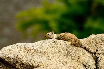 A California Ground Squirrel (spermophilis beecheyi)warms up on a large rock.