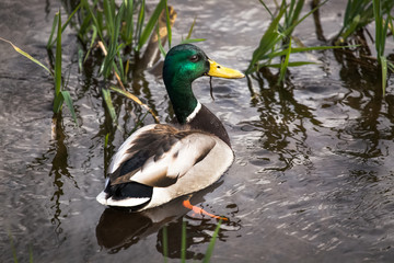 Mallard Duck in Water