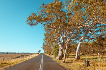 Australian rural countryside road landscape with eucalyptus trees and sheep farm fields in Adelaide Hills, South Australia