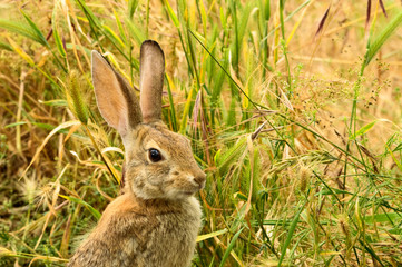 A Desert Cottontail Rabbit (sylvilagus audubonii) head and shoulder close up in natural habitat.
