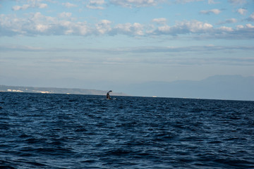 Obraz premium Humpback whale cavorting in Bucerias Bay near Punta Mita, Nayarit, Mexico