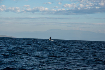 Obraz premium Humpback whale cavorting in Bucerias Bay near Punta Mita, Nayarit, Mexico