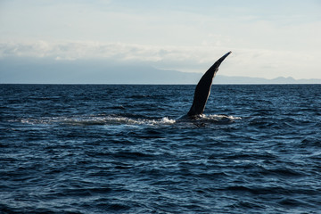 Naklejka premium Humpback whale cavorting in Bucerias Bay near Punta Mita, Nayarit, Mexico