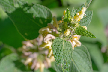 White and Purple Flower