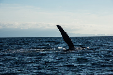 Fototapeta premium Humpback whale cavorting in Bucerias Bay near Punta Mita, Nayarit, Mexico