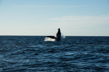 Humpback whale cavorting in Bucerias Bay near Punta Mita, Nayarit, Mexico