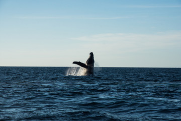 Humpback whale cavorting in Bucerias Bay near Punta Mita, Nayarit, Mexico