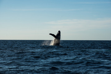 Humpback whale cavorting in Bucerias Bay near Punta Mita, Nayarit, Mexico