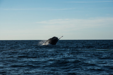 Naklejka premium Humpback whale cavorting in Bucerias Bay near Punta Mita, Nayarit, Mexico