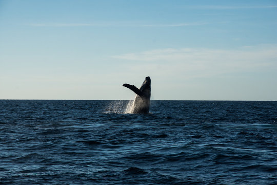 Humpback whale cavorting in Bucerias Bay near Punta Mita, Nayarit, Mexico