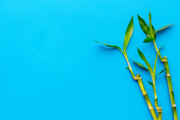 Bamboo shoot. Bamboo stem and leaves on blue background top view space for text