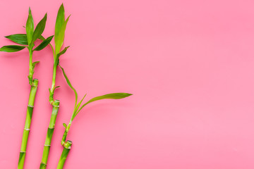 Bamboo shoot. Bamboo stem and leaves on pink background top view copy space