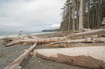 Fototapeta na wymiar Giant Logs on a Remote Ocean Shore