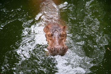 Hippopotamus in the wild