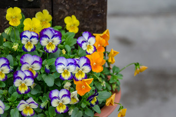 colorful viola flowers