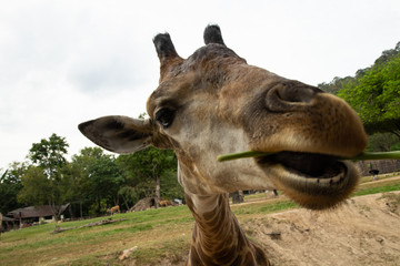 Obraz premium Giraffe smile joke