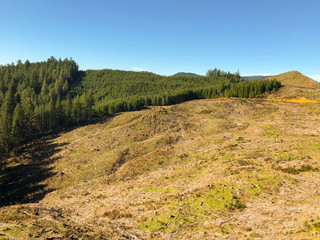 clear cut in forest mountain