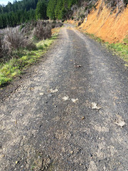 mountain road with elk deer scat in forest