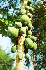 papaya in the tree