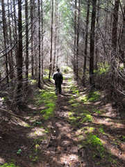 man walking down forest trail in trees elk deer