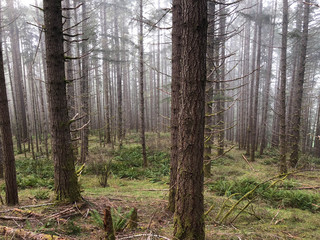 Obraz premium trees and ferns in forest mountain
