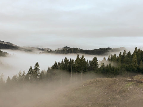 fog in valley with mountains and trees 