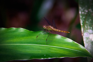 Close-up Dragonfly island on the leaves