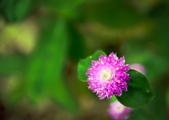 Fototapeta premium Close-up purple flower on green blurry background