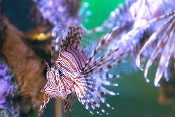 Fototapeta na wymiar The poison lion fish by the corals