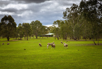Australian countryside rural autumn landscape. Group of sheep grazing in paddock at farm