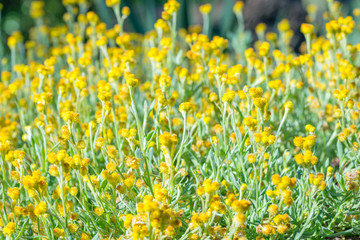 Field of Yellow Flowers
