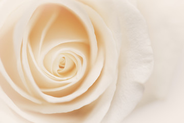Cream colored rose on light background 