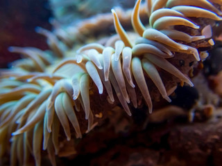 Naklejka na ściany i meble Edge of Sea Anemone Underwater with Tentacles