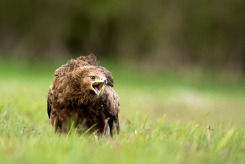 Lesser spotted eagle (Clanga pomarina)