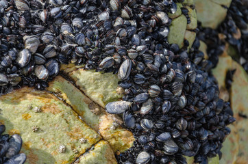 mussels