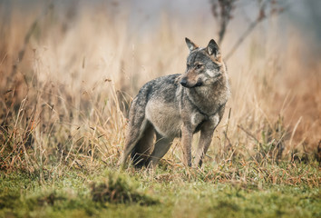 Gray wolf (Canis lupus) © Piotr Krzeslak