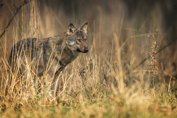 Obraz premium Gray wolf (Canis lupus)