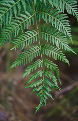 Close up view of green Christmas tree leaf