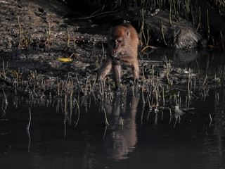 The crab-eating macaque is eating crab