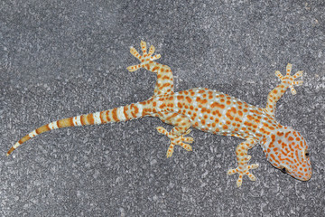 Gecko climbing on cement brick wall background.