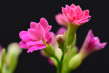 red calandiva flower