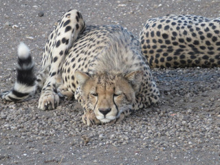 Cheetah napping.  You can tell it is a cub by the furry ridge above its shoulders.