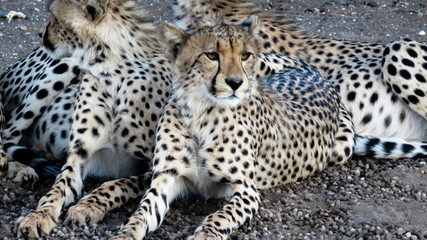 Cheetah family.  Young have furry ridge above shoulders to help hide in grass